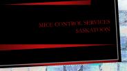 Mice control and removal Services Saskatoon