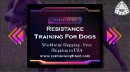 Resistance Training For Dogs