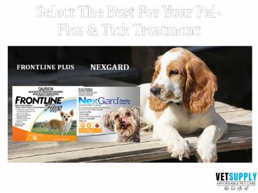 How to choose the best flea and tick treatment for dogs | VetSupply