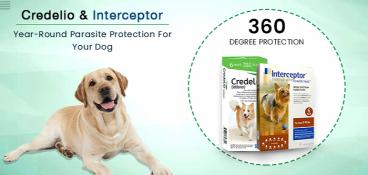 Year-Round Best Parasite Prevention for Dogs: