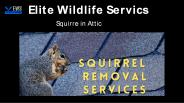 Squirrel in Attic