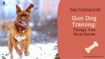Gun Dog Training: Things You Must Know