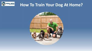 How To Train Your Dog At Home? - Primal Needs