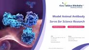 modelorg antibody