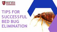 Tips For Successful Bed Bug Elimination