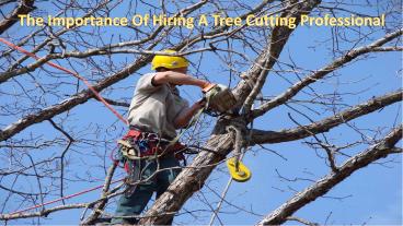 The Importance Of Hiring A Tree Cutting Professional