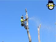Tree Trimming Services Sandy, Utah