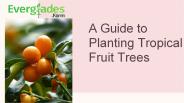 A Guide to Planting Tropical Fruit Trees