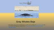 Gray whales Baja