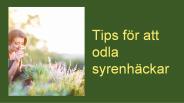 Tips för att odla syrenhäckar