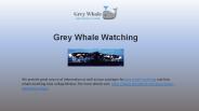 Best Grey Whale Watching Tours