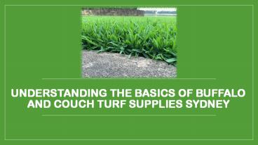 Understanding the Basics of Buffalo and Couch Turf Supplies Sydney
