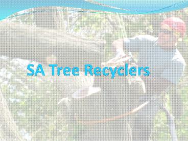 Why DIY Tree Removal Is considered a Bad Idea!