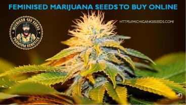 Buy Feminised Marijuana Seeds Online