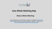 Best Whale watching Tour in Mexico