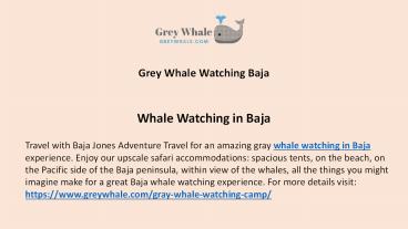 Top Grey whale watching Baja