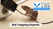 Rat Trapping Experts