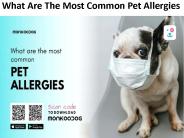 What Are The Most Common Pet Allergies