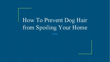 How To Prevent Dog Hair from Spoiling Your Home