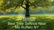 Best Tree Service Near Me Buffalo NY