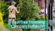 Best Tree Trimming Company Buffalo NY