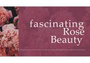 Fascinating Rose Beauty