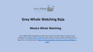 Budget Friendly Mexico Whale Watching Tour