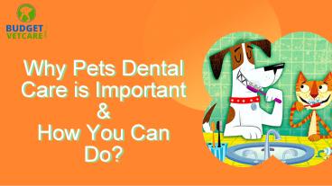 Why Pets Dental Care is Important And How You Can Do? (1)