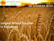 Wheat seeds Manufacturers in India
