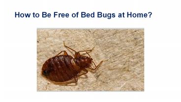 How to Be Free of Bed Bugs at Home?