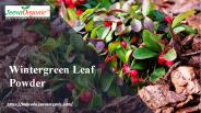 Wintergreen Leaf Powder