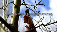 Common Myths About Tree Pruning