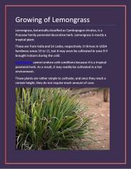 Growing of Lemongrass