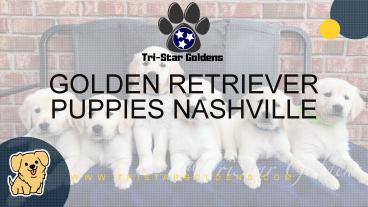 Find Golden Retriever Puppies at Nashville