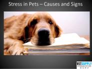 Stress in Pets – Causes and Signs | VetSupply
