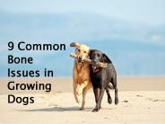 9 Common Bone Issues in Growing Dogs