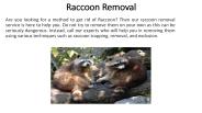 Raccoon Removal