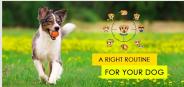 Dog & Puppy Checklist for Right Routine