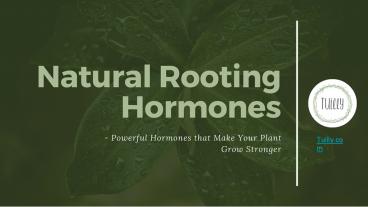 Here's Something About Natural Rooting Hormones!