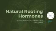 Here's Something About Natural Rooting Hormones! (1)