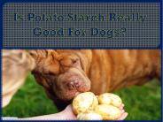 Is Potato Starch Really Good For Dogs?