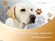 Why dog grooming is important?