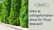 Vilka är odlingsförhållandena för Thuja Emerald?