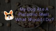 My Dog Ate A Pistachio Shell