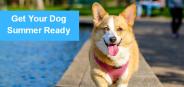 How To Get Your Dog Summer Ready