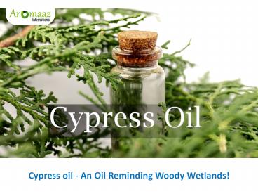 Cypress oil - An Oil Reminding Woody Wetlands!