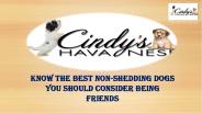 Havanese Puppies In the state of Texas |Cindy's Havanese