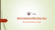 Best Chew Toys For Dogs
