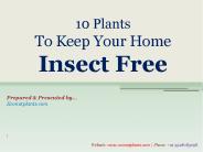 10 Plants To Keep Your Home Insect Free