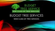 Budget Tree Service in California, USA | Call Now 818-968-6997